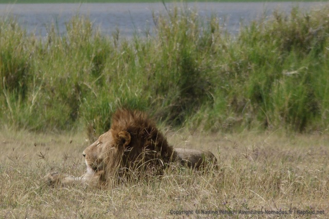 Le roi de la savane daigne montrer sa tête