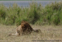 Le roi de la savane daigne montrer sa tête