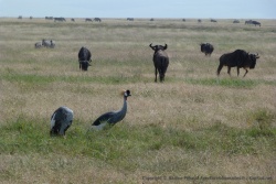 Les élégantes grues couronnées côtoient les gnous de près