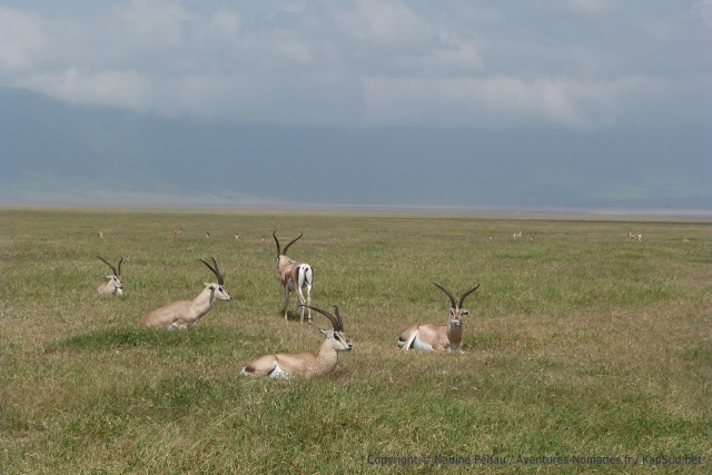 Les gazelles de Grant sont également représentées dans le cratère de Ngoronogoro