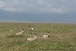 Les gazelles de Grant sont également représentées dans le cratère de Ngoronogoro