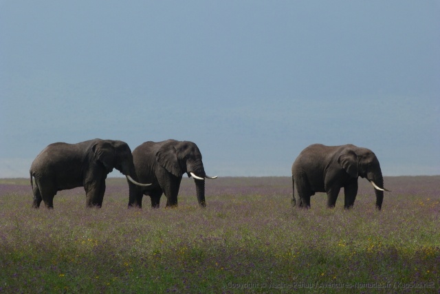 Les éléphants sont les seuls animaux à pouvoir entrer et sortir du cratère de Ngorongoro