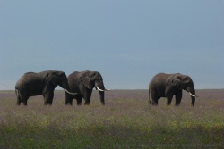 Les éléphants sont les seuls animaux à pouvoir entrer et sortir du cratère de Ngorongoro