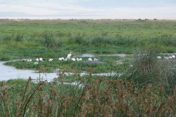 Des cousines des cigognes et des spatules disputent un peu d'eau aux imposants hippopotames
