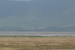 Les lacs du cratère sont remplis de flamants roses qu'on distingue au loin