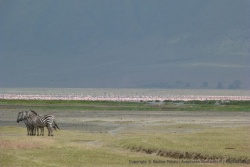 trois zèbres parfaitement alignés avec flamants roses en fond d'écran
