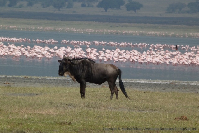 La robe foncéd du gnou se détache très bien sur le fond rose des flamants