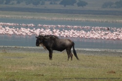 La robe foncéd du gnou se détache très bien sur le fond rose des flamants
