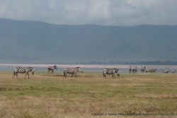 Toutes les combinaisons sont envisageables, cette fois-ci, zèbres et flamants roses
