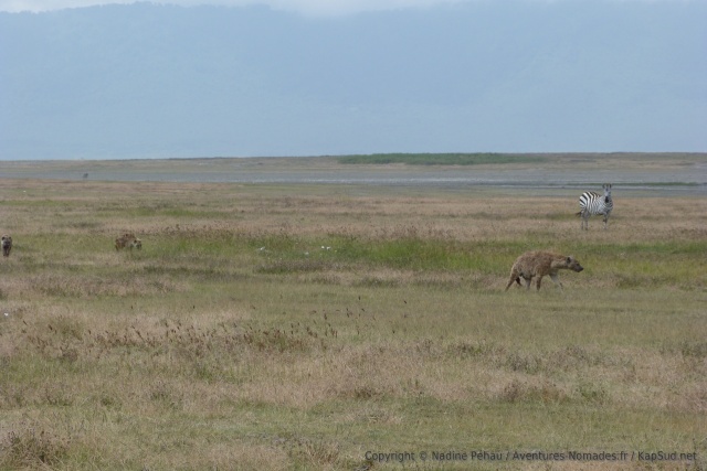 Un groupe de hyènes parti en chasse