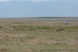 Un groupe de hyènes parti en chasse