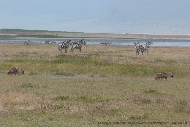 Finalement, ces hyènes ne doivent pas être en chasse car les zèbres leur prête à peine attention