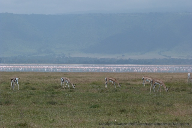 Les gracieuses gazelles de Thomson agrémentent très bien le décor