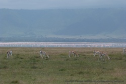 Les gracieuses gazelles de Thomson agrémentent très bien le décor