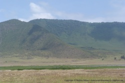 Les proportions du cratère de ngorongoro sont démesurées, 600 mètres de haut, 19 km de diamètre, et des gnous minuscules
