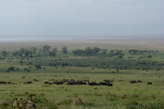 Un énorme troupeau de buffles s'approche des parois de l'ancien volcan