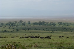 Un énorme troupeau de buffles s'approche des parois de l'ancien volcan