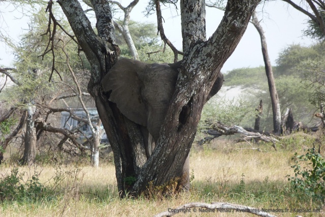 Un éléphant se prend la tête dans un arbre