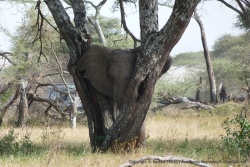 Un éléphant se prend la tête dans un arbre