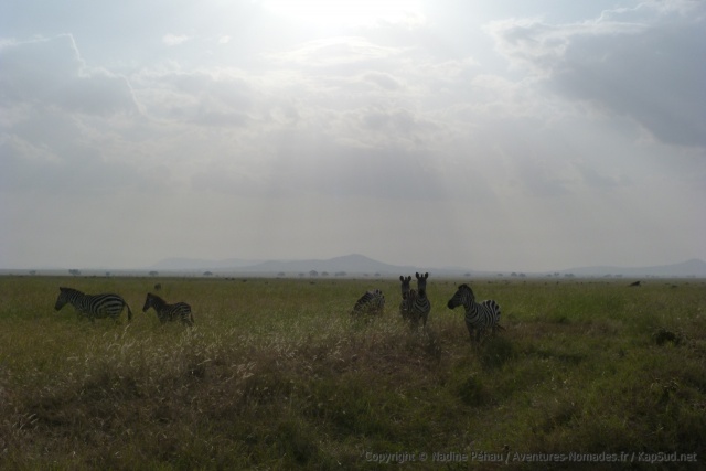 Nos premiers zèbres des plaines du Serengeti