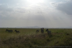 Nos premiers zèbres des plaines du Serengeti