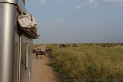 Près de Seronera, les gnous traversent devant et derrière nous
