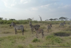 Les zèbres sont très excités au fur et à mesure qu'ils se rapprochent du point d'eau