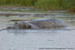 Hippos Pool, la bien nommée, est occupée par des hippopotames pleins de boue