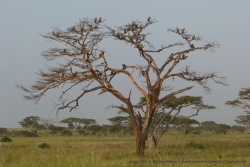 Un grand arbre couvert de vautours attire notre attention