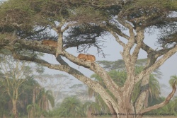 Fantastique : Deux lionnes perchées dans les arbres au soleil couchant
