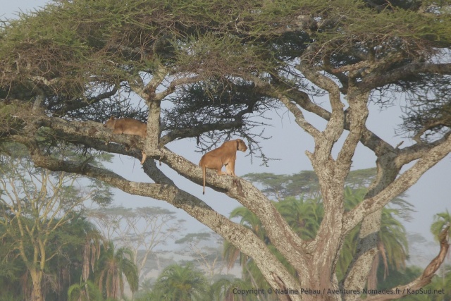On n'a pas vus les lions perchés dans les arbres au lac Manyara, on ne pensait pas les voir au Serengeti