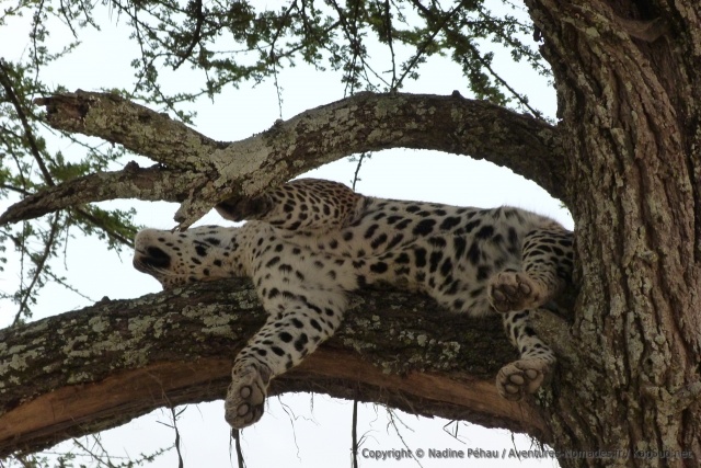 Plus loin, un léopard dans une position incroyable