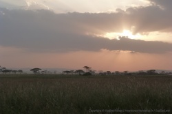 Coucher de soleil sur le Serengeti