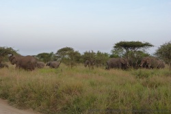 Une troupe déléphants surprise en plein petit déj matinal