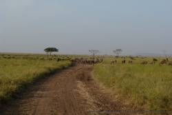 Au fur et à mesure qu'on avance, les gnous sont de plus en plus nombreux
