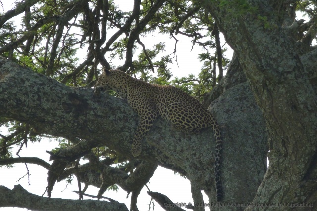 Le léopard est vraiment le maitre incontesté dans les arbres