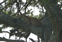 Le léopard est vraiment le maitre incontesté dans les arbres