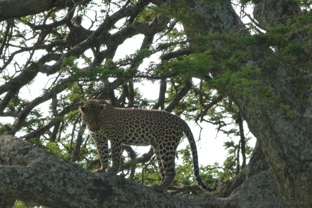 Le léopard s'est décidé à bouger, on dirait bien qu'il va descendre