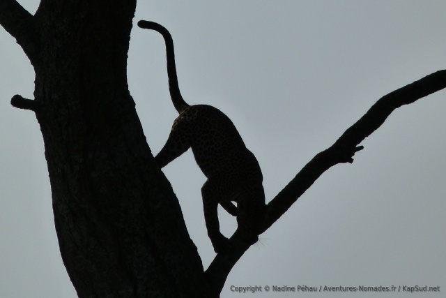 Un dernier coup d'oeil furtif vers le léopard en ombre chinoise avant qu'il ne disparraisse définitivement dans la savane