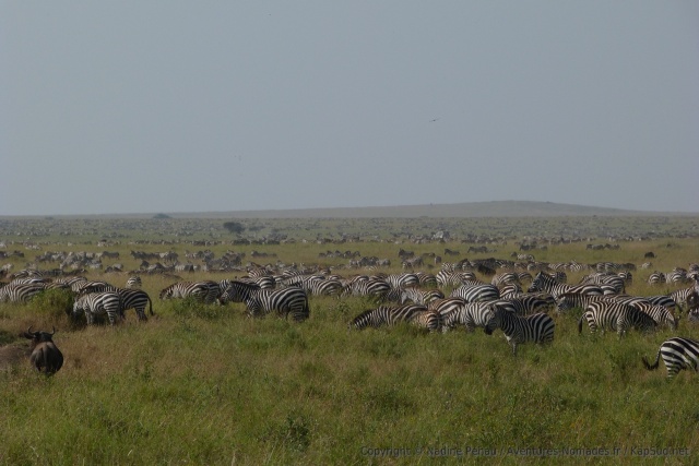 Nous sommes bien au coeur de la migration des zèbres du Serengeti