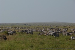 Nous sommes bien au coeur de la migration des zèbres du Serengeti