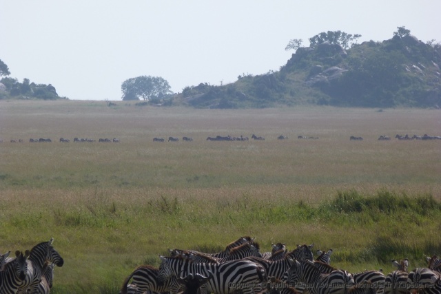Ce sont d'immenses colonnes de zèbres qui arpentent la savane ... dans tous les sens