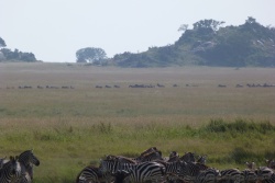 Ce sont d'immenses colonnes de zèbres qui arpentent la savane ... dans tous les sens