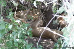 Une famille de lions s'est réfugiée dans des taillis pour s'offrir une sieste d'enfer