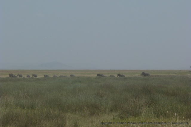 Après les colonnes de gnous et de zèbres, une colonne d'éléphants