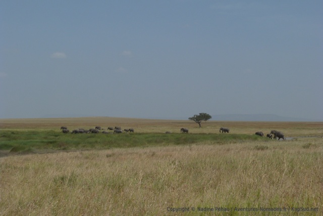 On a l'impression que les éléphants aussi suivent les cohortes des autres herbivores