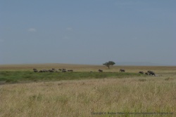 On a l'impression que les éléphants aussi suivent les cohortes des autres herbivores
