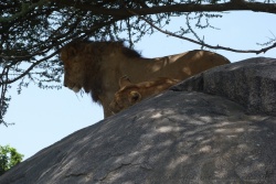 Notre beau lion est en galante compagnie