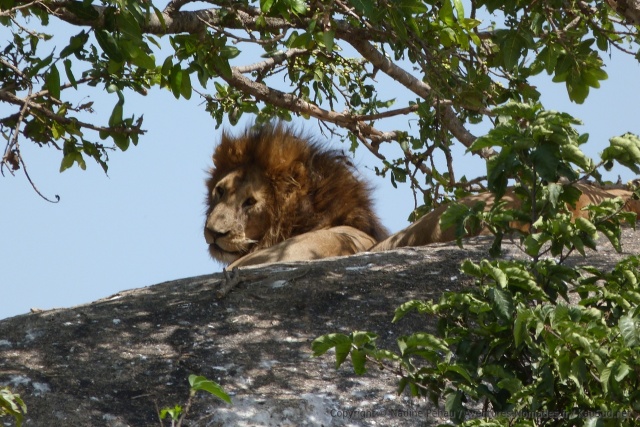 Le lion est vraiment un magnifique animal et on dirait bien qu'il le sait !