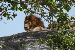 Le lion est vraiment un magnifique animal et on dirait bien qu'il le sait !